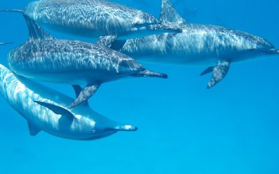 A newly discovered saturated fat extends the life span of Dolphins